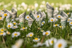 Money growing from the ground